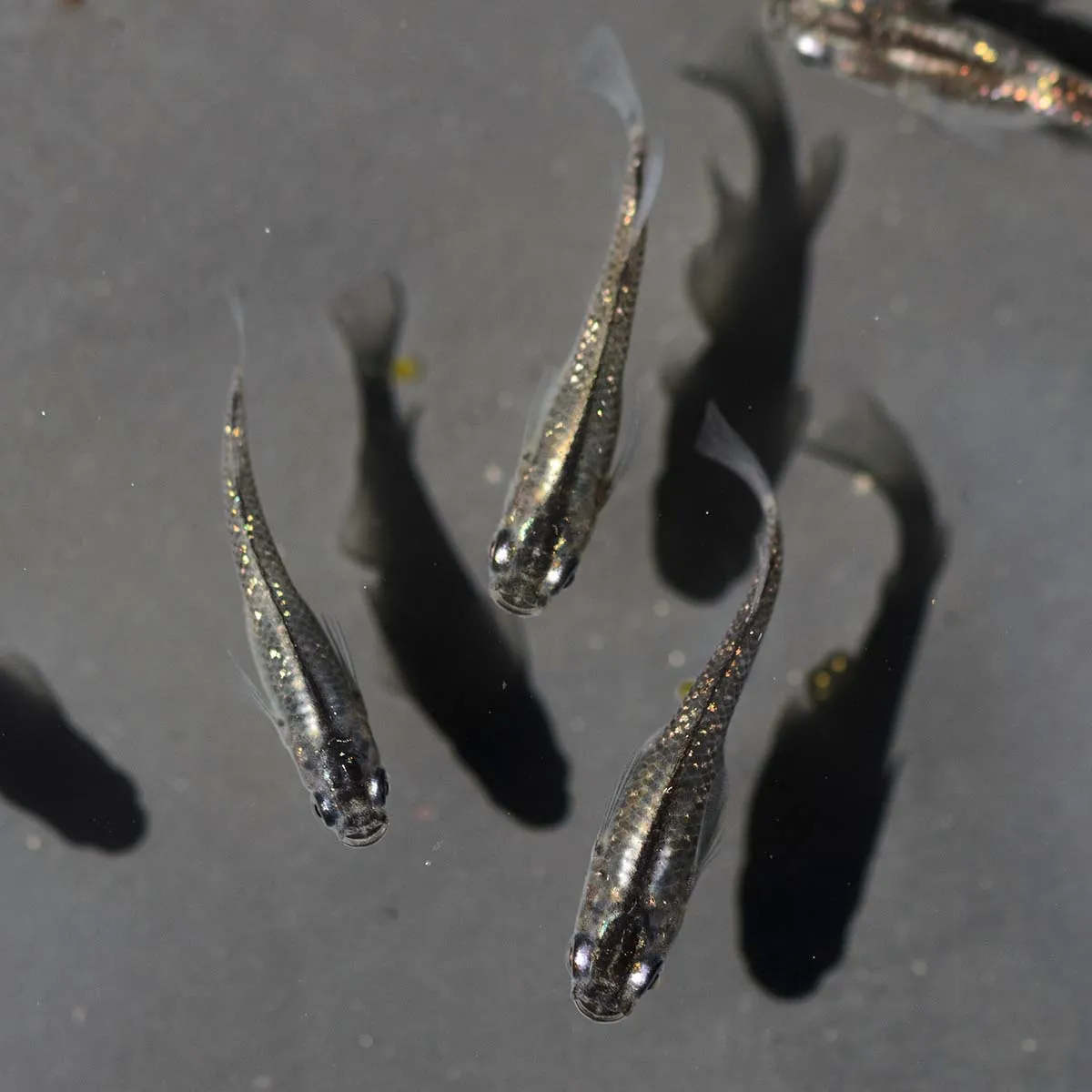 Immagine hero di Black Lamé (Kuro Rame - 黒ラメ)