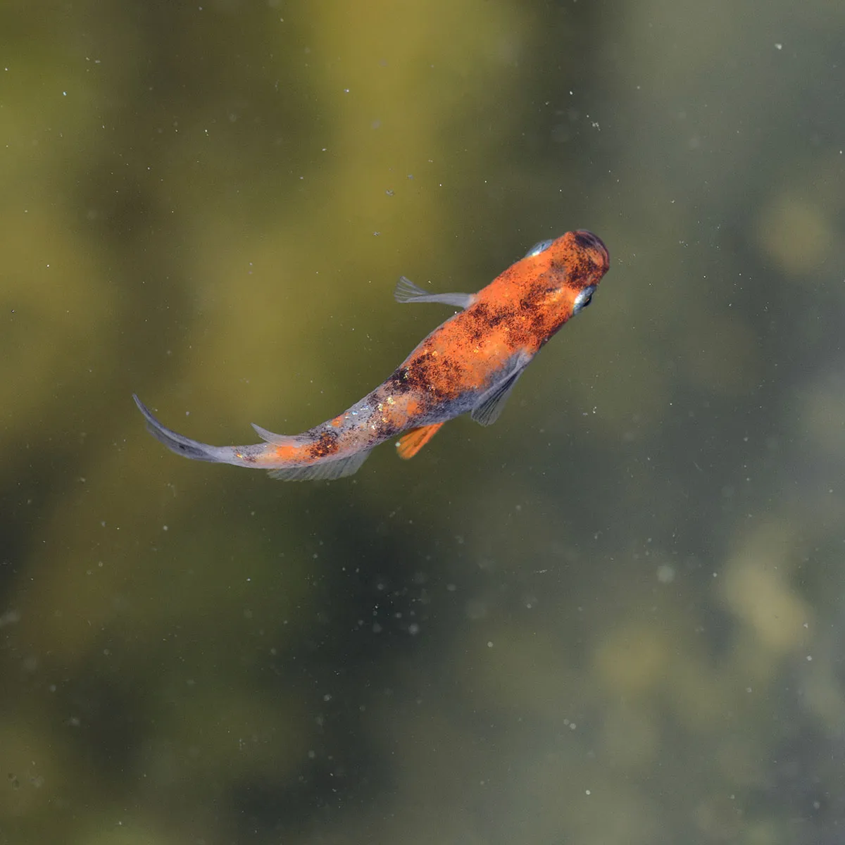 Immagine hero di Tricolor Lamé (Sanshoku Lame - 三色ラメ)