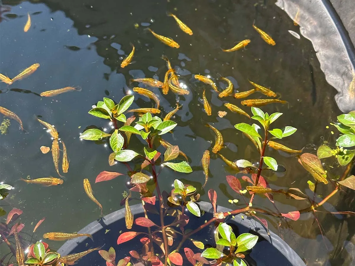 Alcuni medaka in minipond con piante