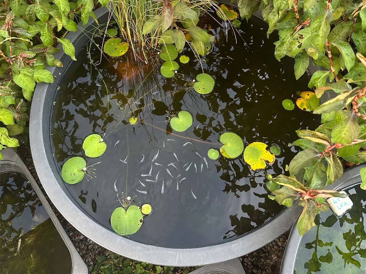 Alcuni medaka in minipond con piante