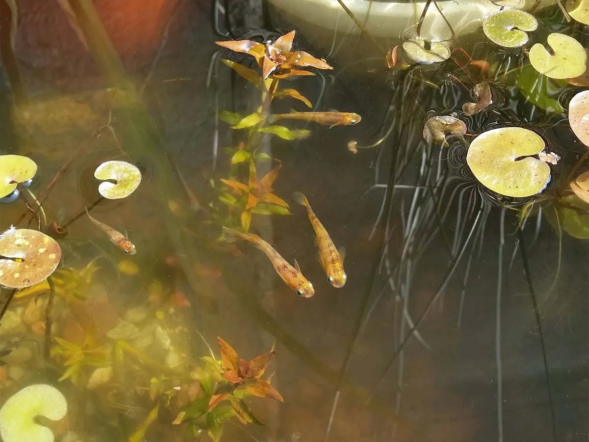 Tre medaka in un minipond