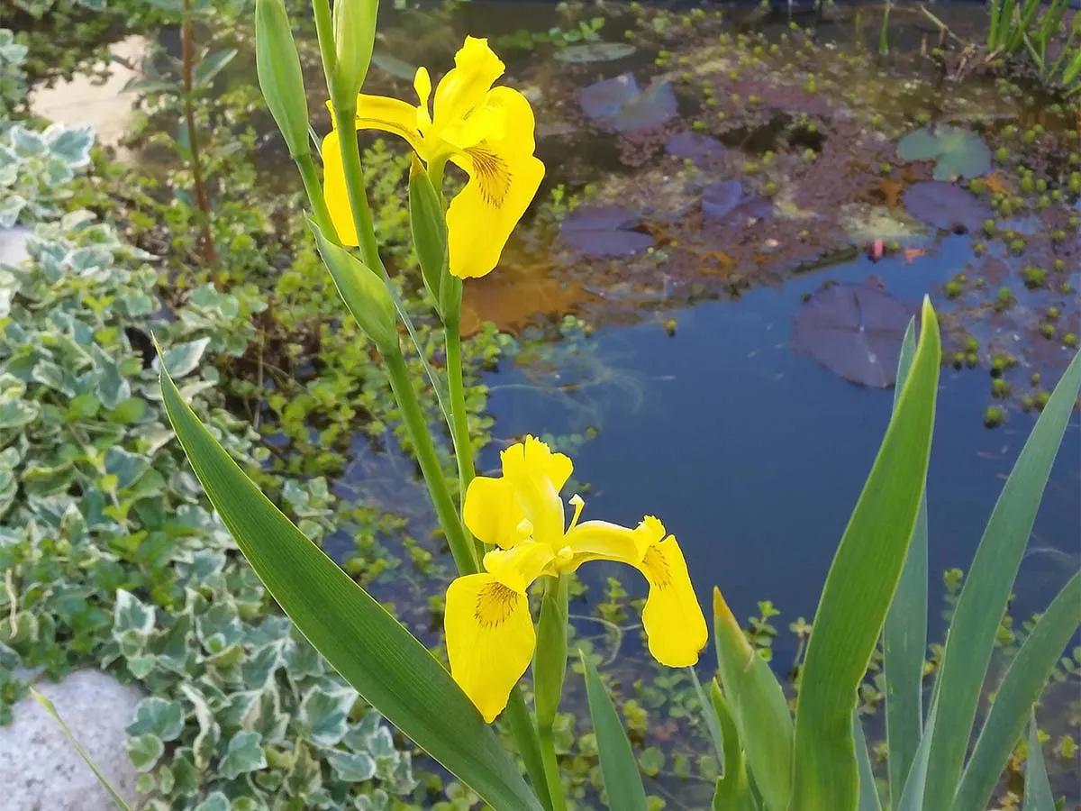 Un iris giallo in un minipond