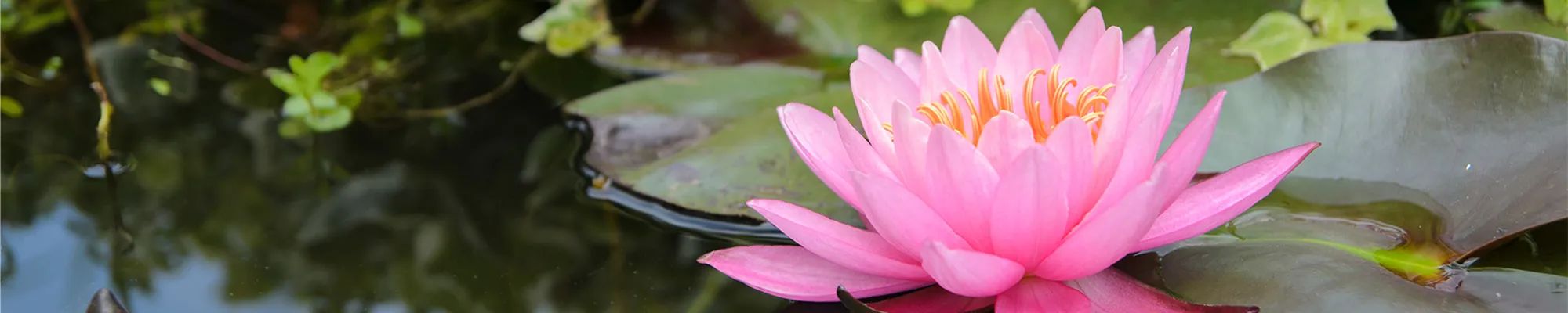 Minipond con ninfee e piante acquatiche