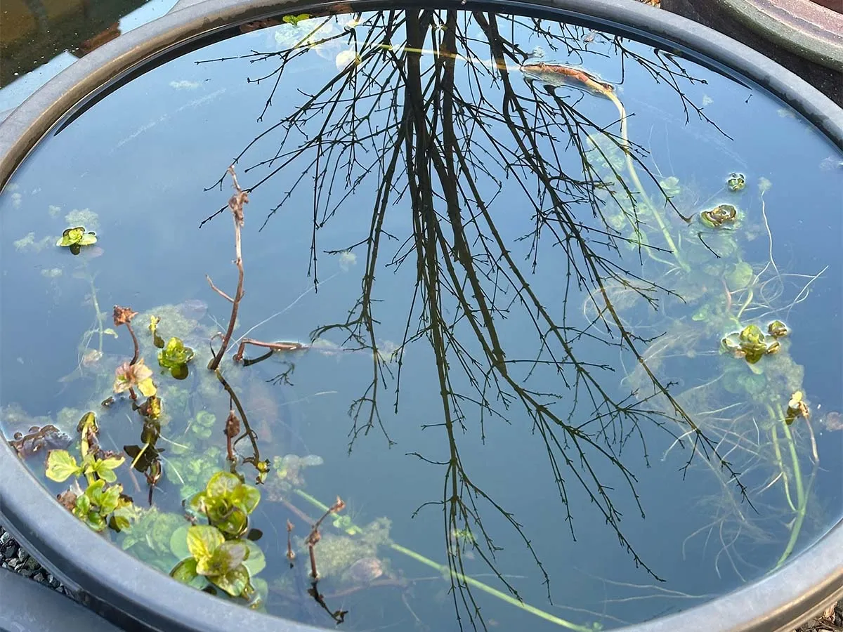 minipond in primavera