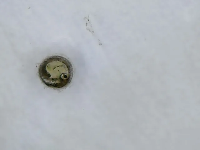 uovo di medaka al microscopio
